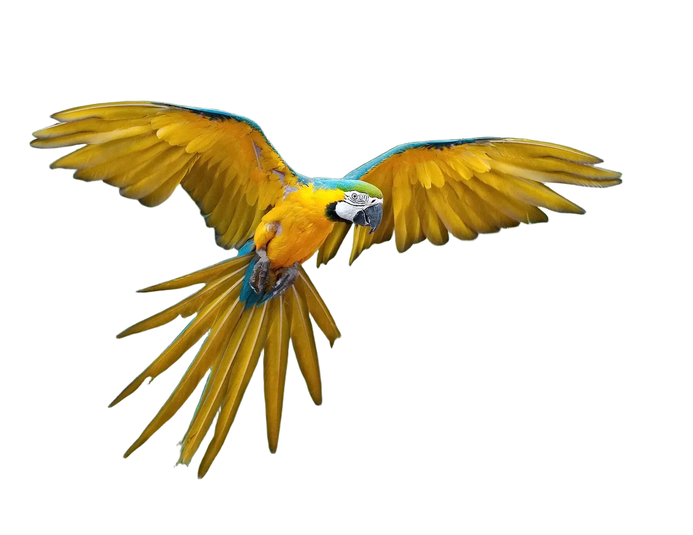 Macaw, cut out by JustRMBG with a transparent background
