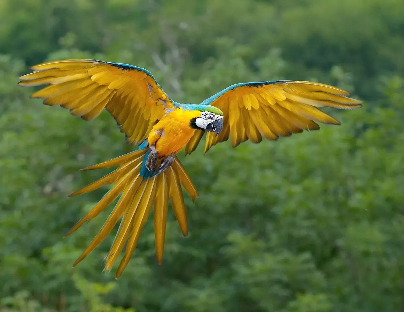 Macaw, the original photo