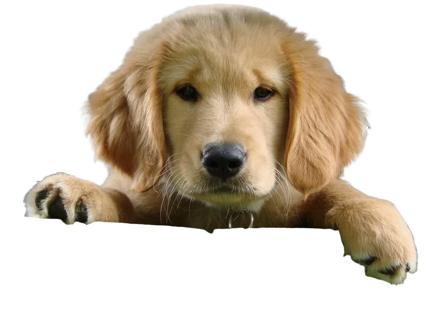 Golden retriever, cut out by JustRMBG with a transparent background
