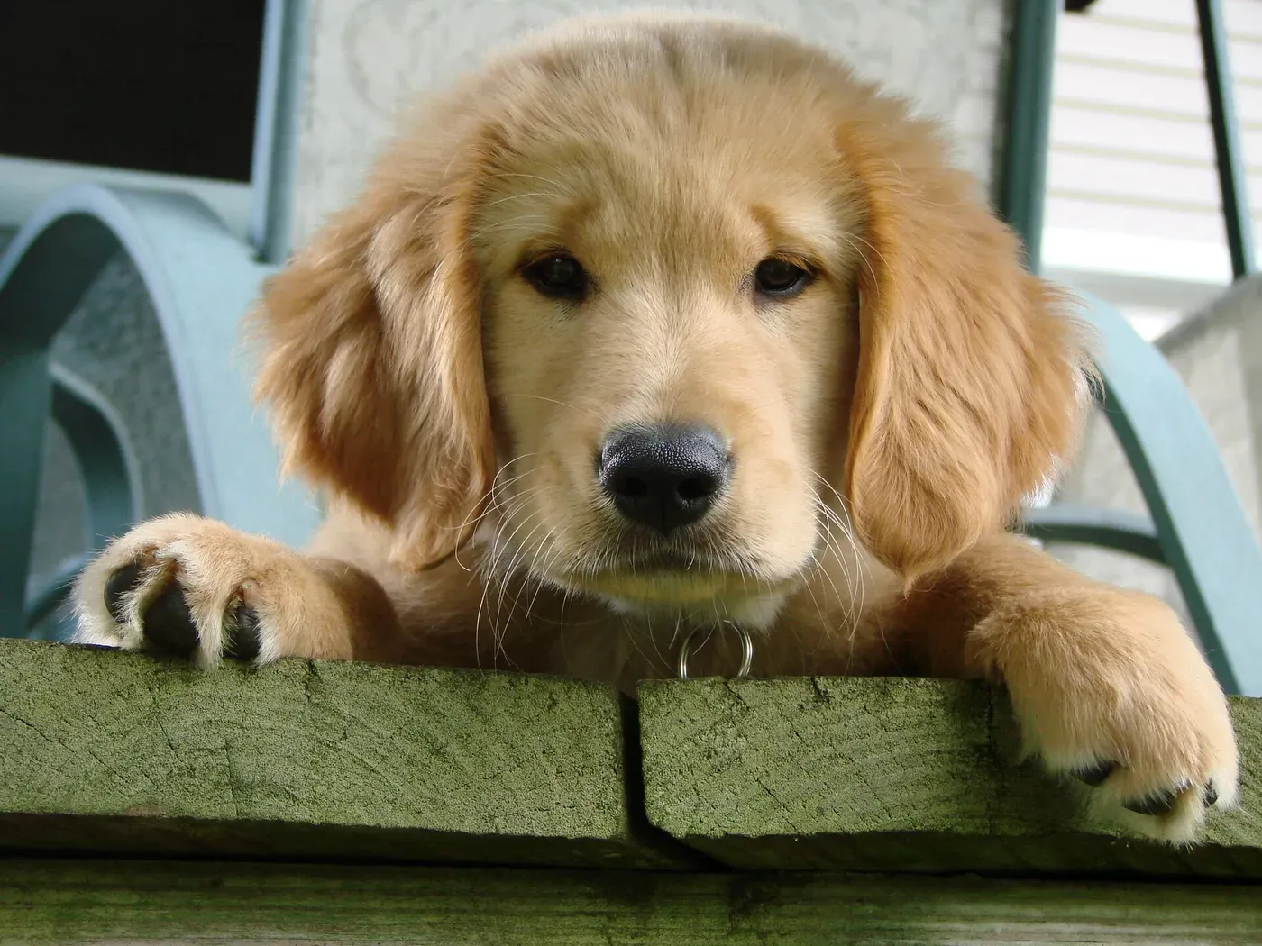Golden retriever, the original photo