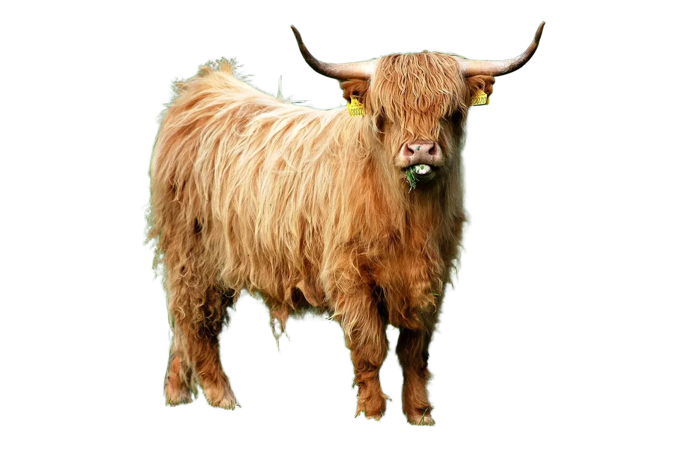 Highland cow, cut out by JustRMBG with a transparent background