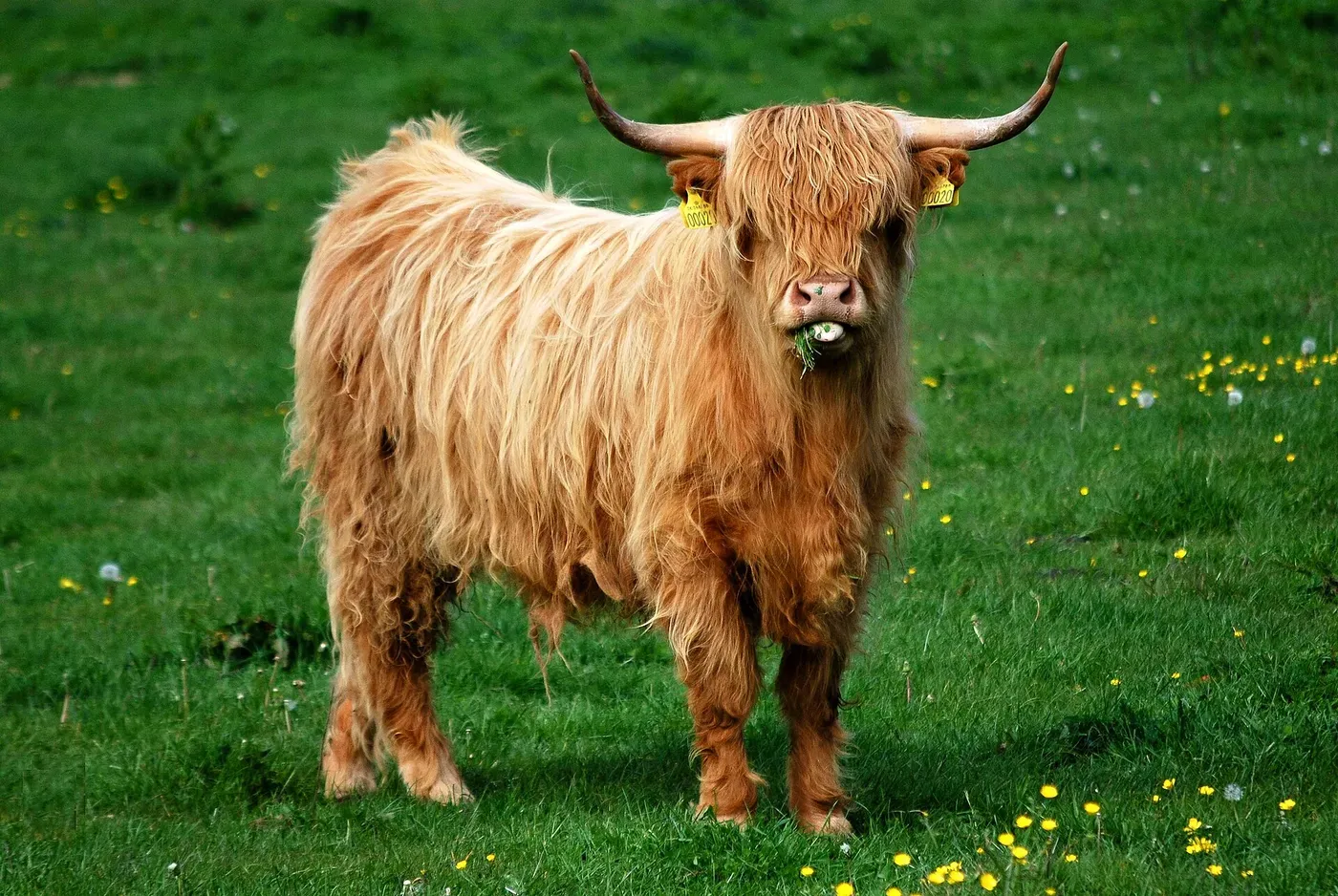 Highland cow, the original photo