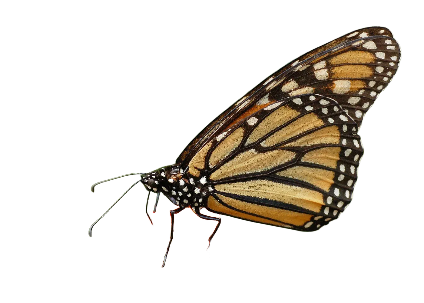 Monarch, cut out by JustRMBG with a transparent background
