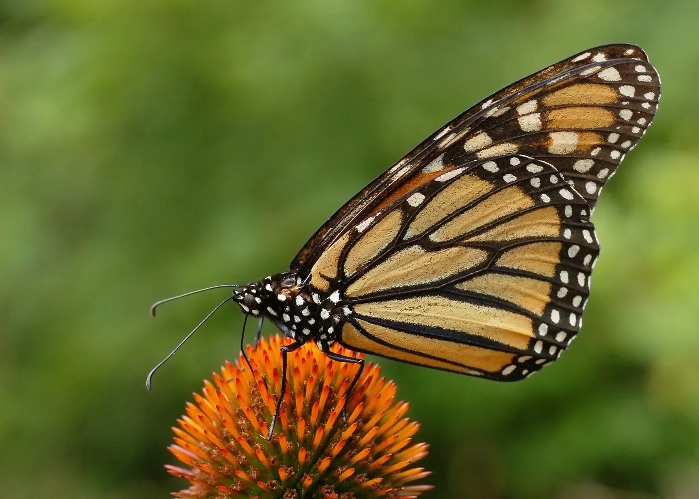 Monarch, the original photo
