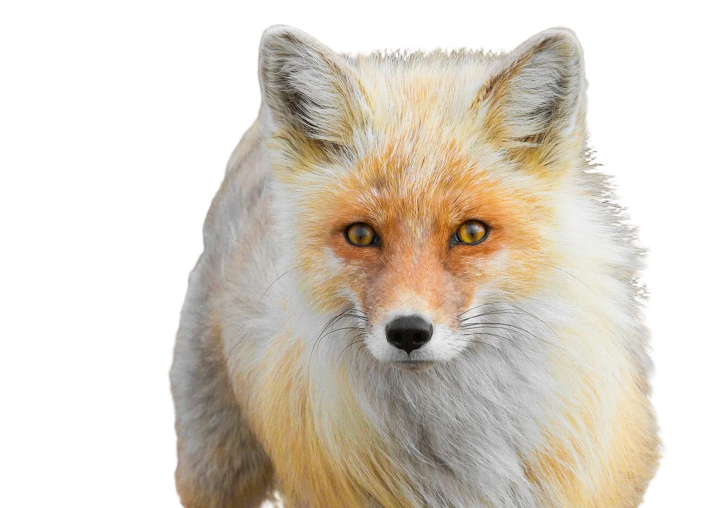 Red fox, cut out by JustRMBG with a transparent background