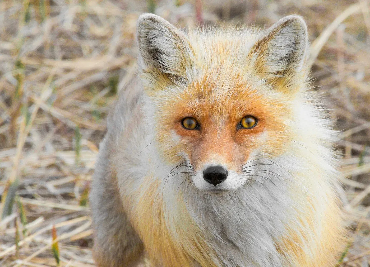 Red fox, the original photo